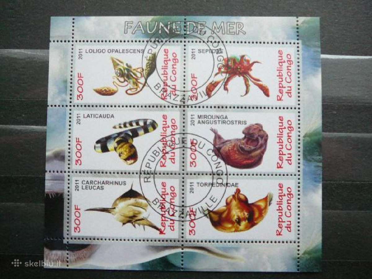 Rykliai Juros fauna Kongas 2011 antsp. s950