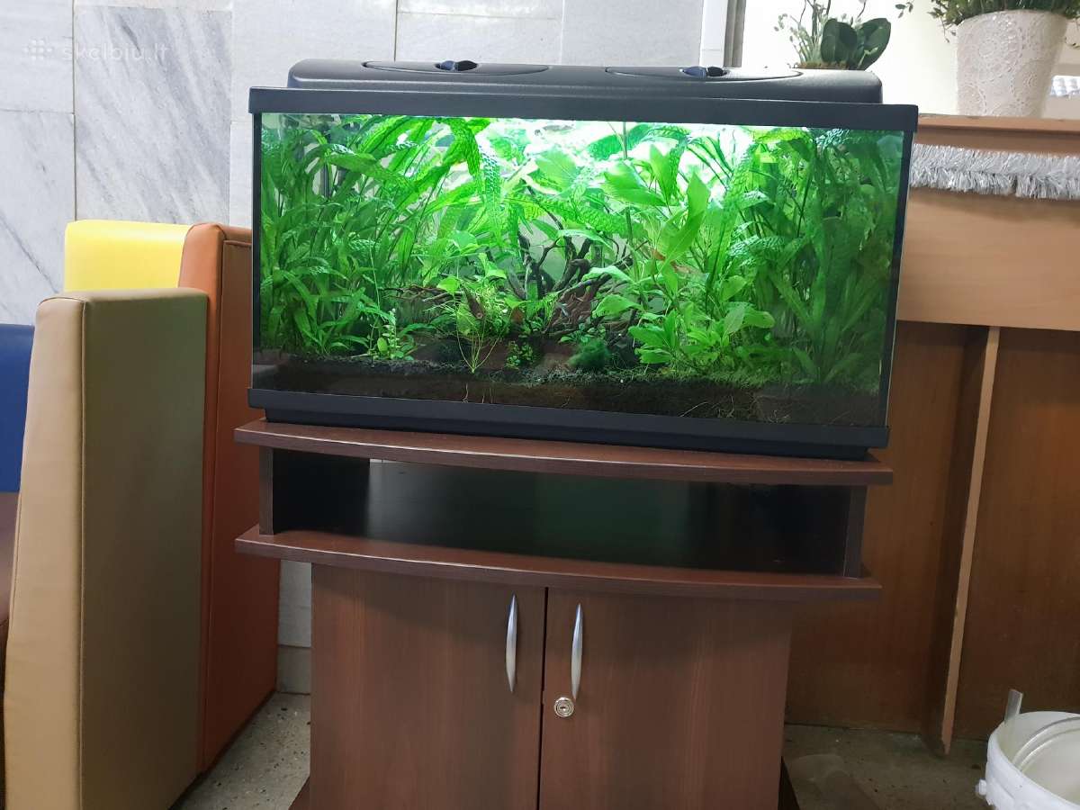 Akvariumu įrengimas,valymas,priežiura,konsultacijo - nuotraukos Nr. 7