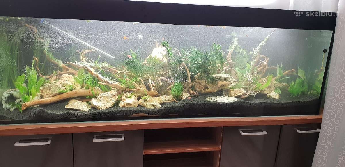 Akvariumu įrengimas,valymas,priežiura,konsultacijo - nuotraukos Nr. 8