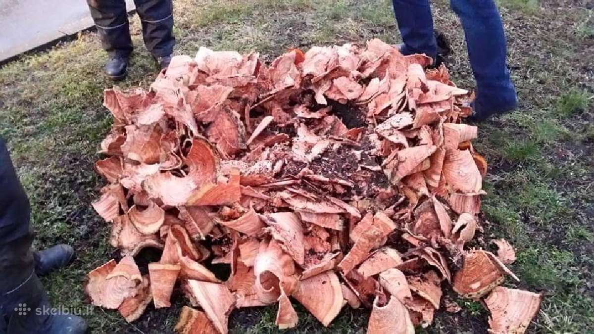 Kelmų ir krūmynų naikinimas galinga freza - nuotraukos Nr. 4