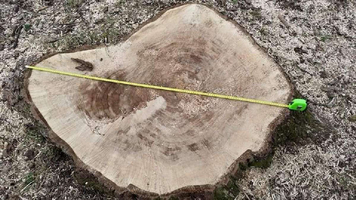 Kelmų ir krūmynų naikinimas galinga freza - nuotraukos Nr. 5