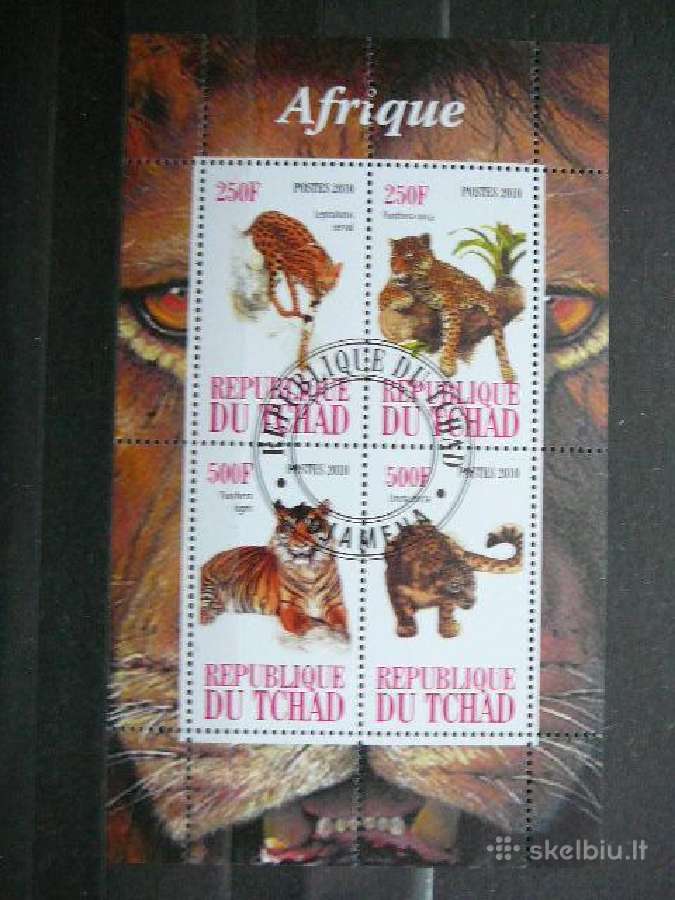 Tigrai Panteros Kates laukines Cadas 2010 g237