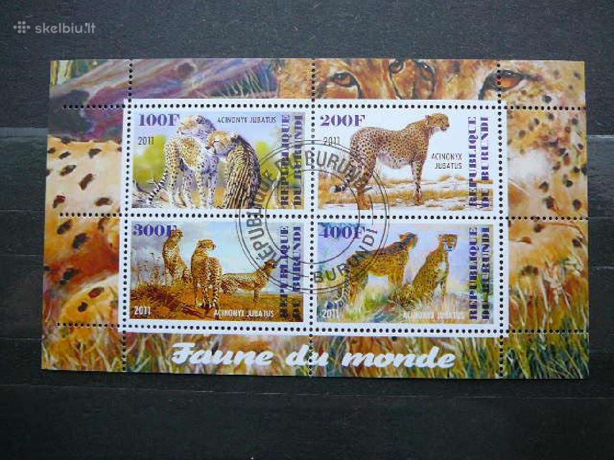Gepardai Kates laukines Burundis 2011 antsp. j210