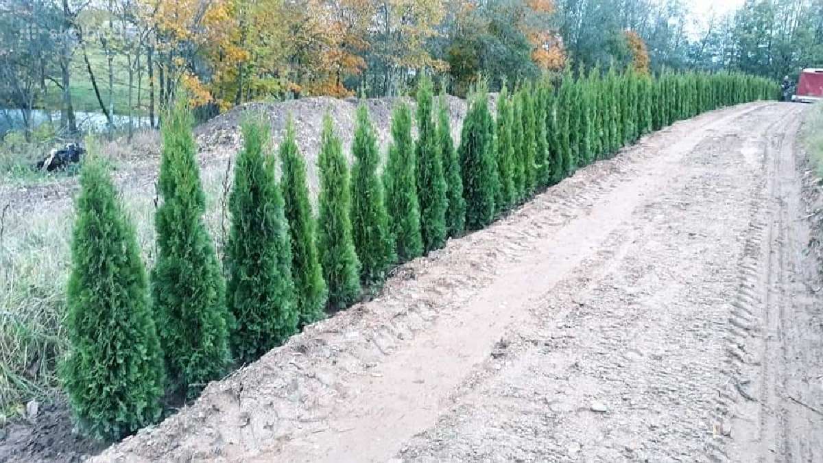 Tujos Smaragd premium, atvežame, pasodiname. - nuotraukos Nr. 18