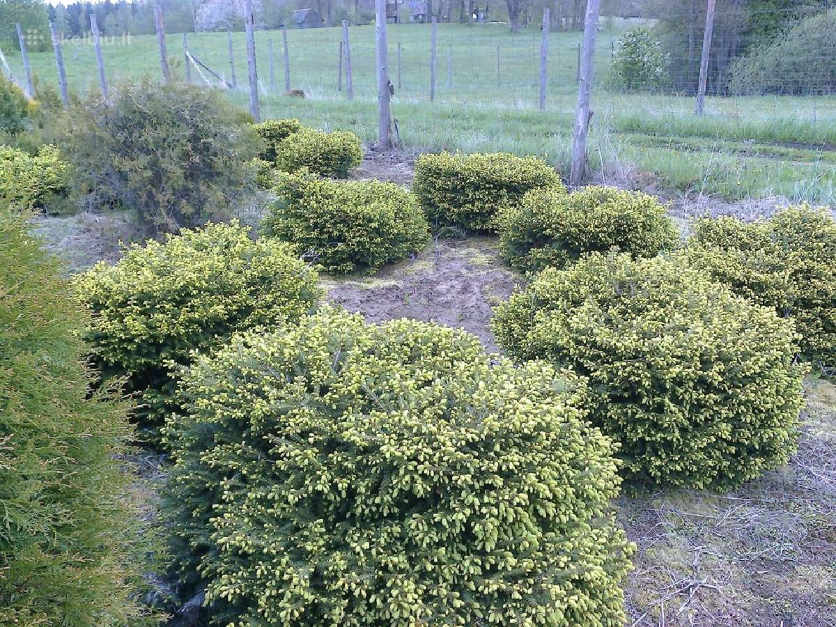 Eglės lizdinės - nuotraukos Nr. 7