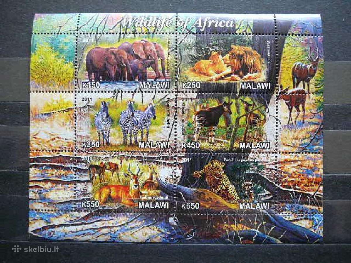 Kates laukines Drambliai Zebrai svarus g419a/b