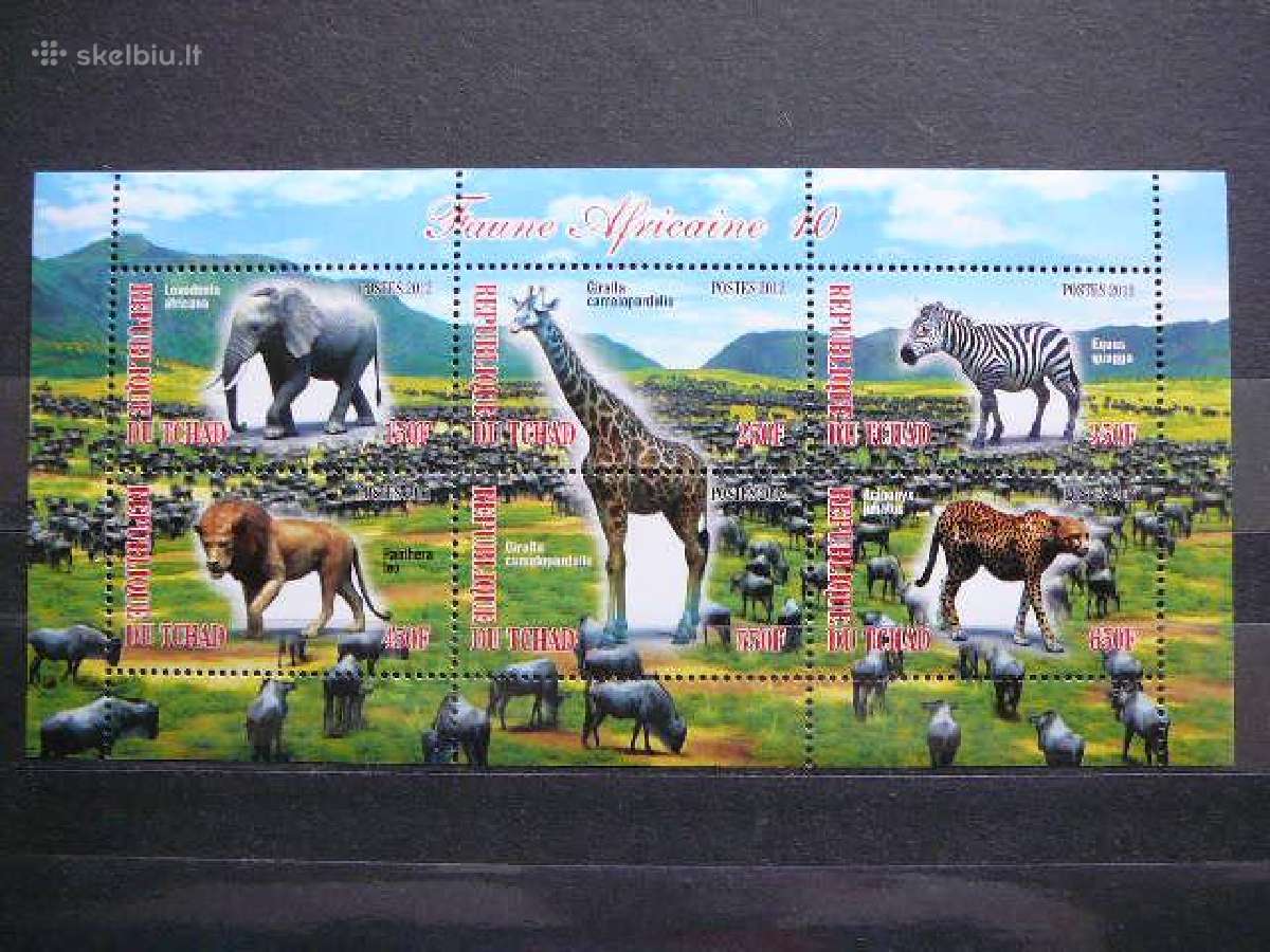 Kates laukines Drambliai Zebrai Cadas 2012 g546a/b