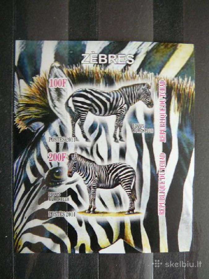 Zebrai Cadas 2011 svarus g514a/b - nuotraukos Nr. 2