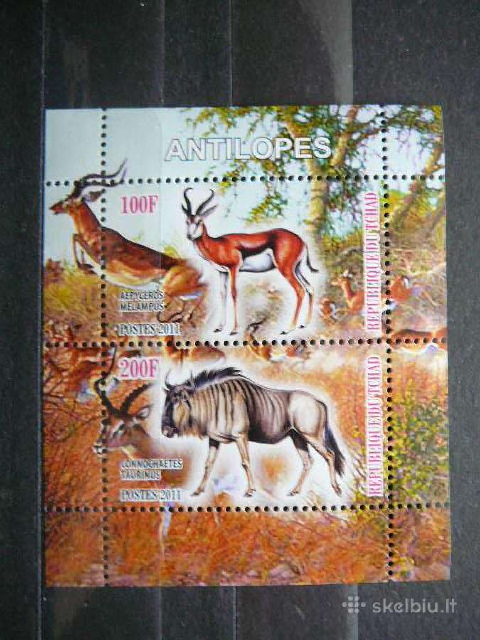 Antilopes Cadas 2011 svarus g516a/b