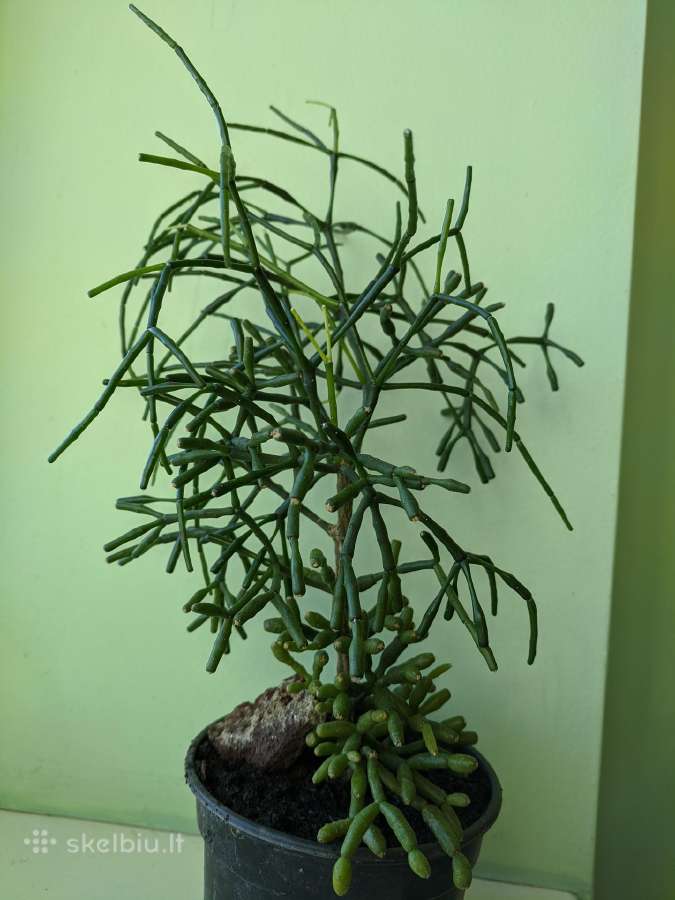 Rhipsalis