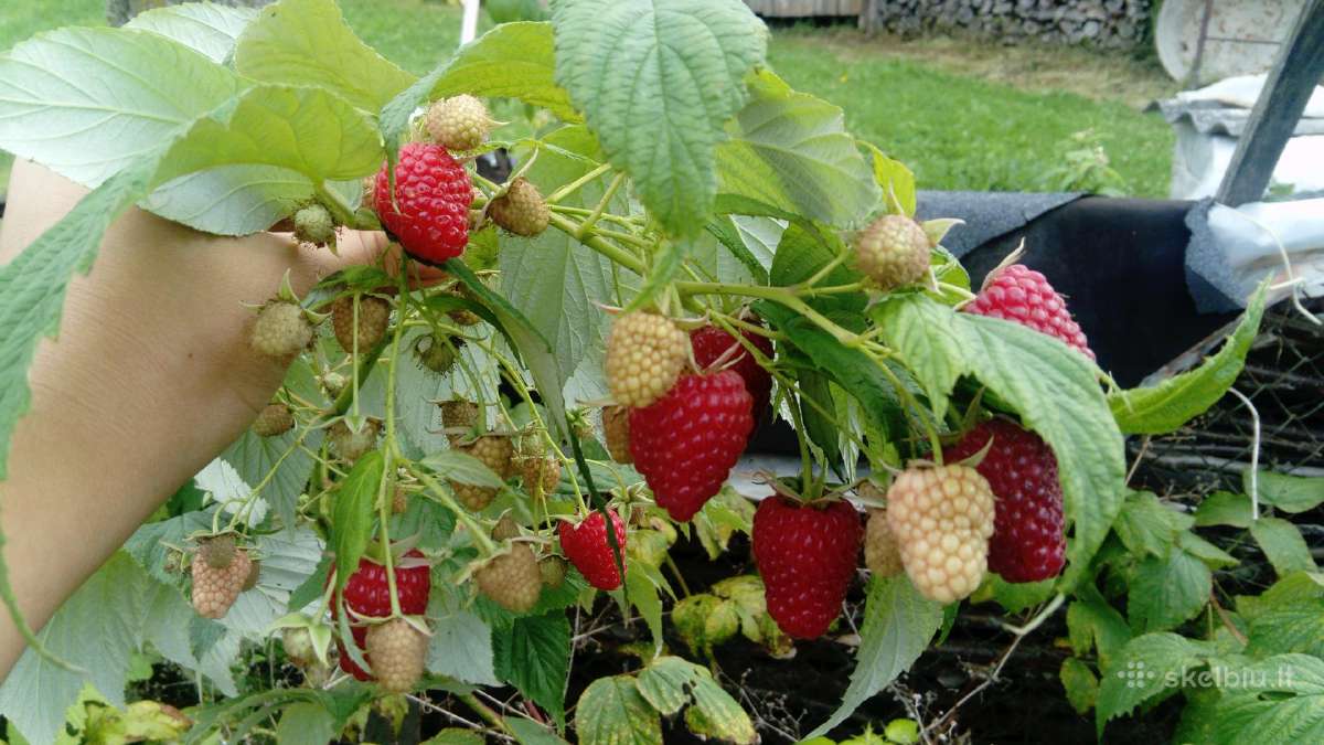 Braškių žemuogių aviečių gervuogių daigai - nuotraukos Nr. 7