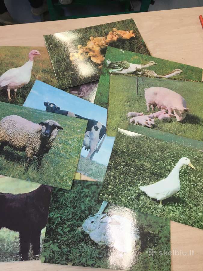 Foto nuotraukų rinkinukas - nuotraukos Nr. 2