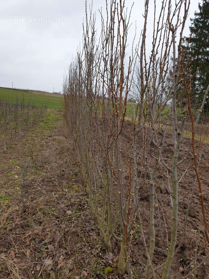 Vaismedžiai , šilauogės, sausmedžiai, hortenzijos - nuotraukos Nr. 2
