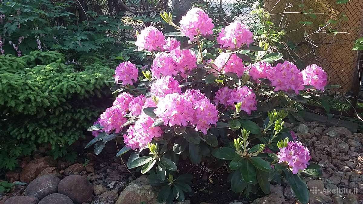 Vaismedžiai , šilauogės, sausmedžiai, hortenzijos - nuotraukos Nr. 8