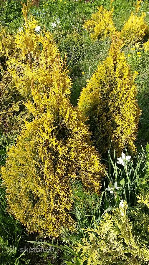 Vaismedžiai , šilauogės, sausmedžiai, hortenzijos - nuotraukos Nr. 12
