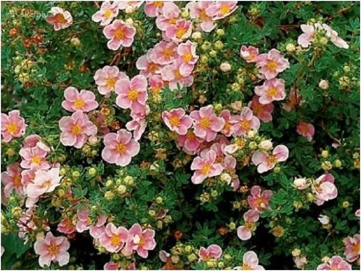 Vaismedžiai , šilauogės, sausmedžiai, hortenzijos - nuotraukos Nr. 13