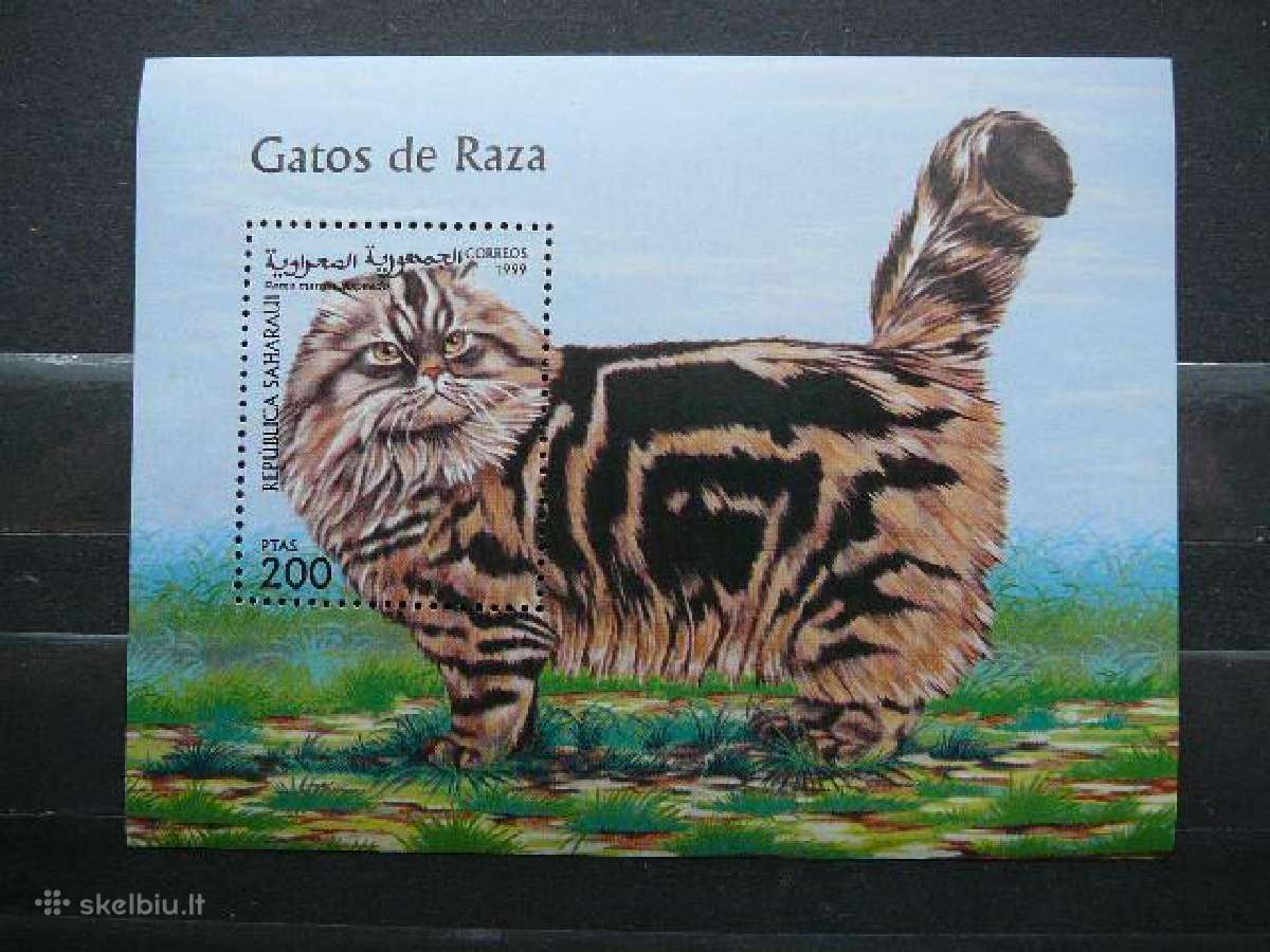 Kates Sahara svarus cat249b