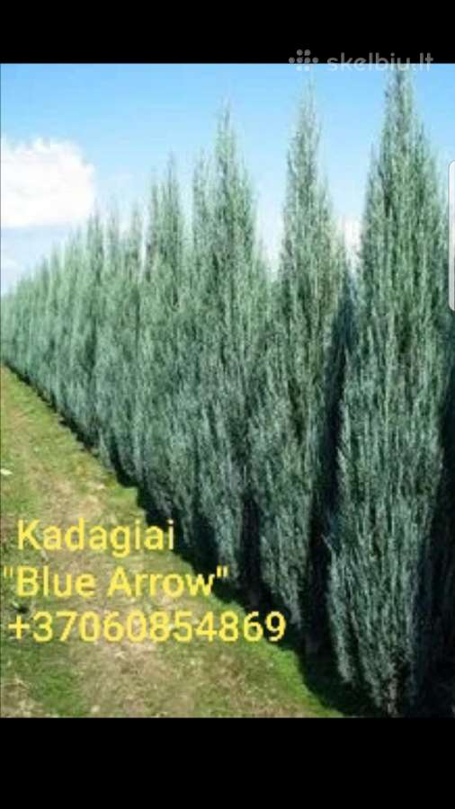 Kadagiai Blue Arrow 1.50-1.60m. Vilnius - nuotraukos Nr. 7