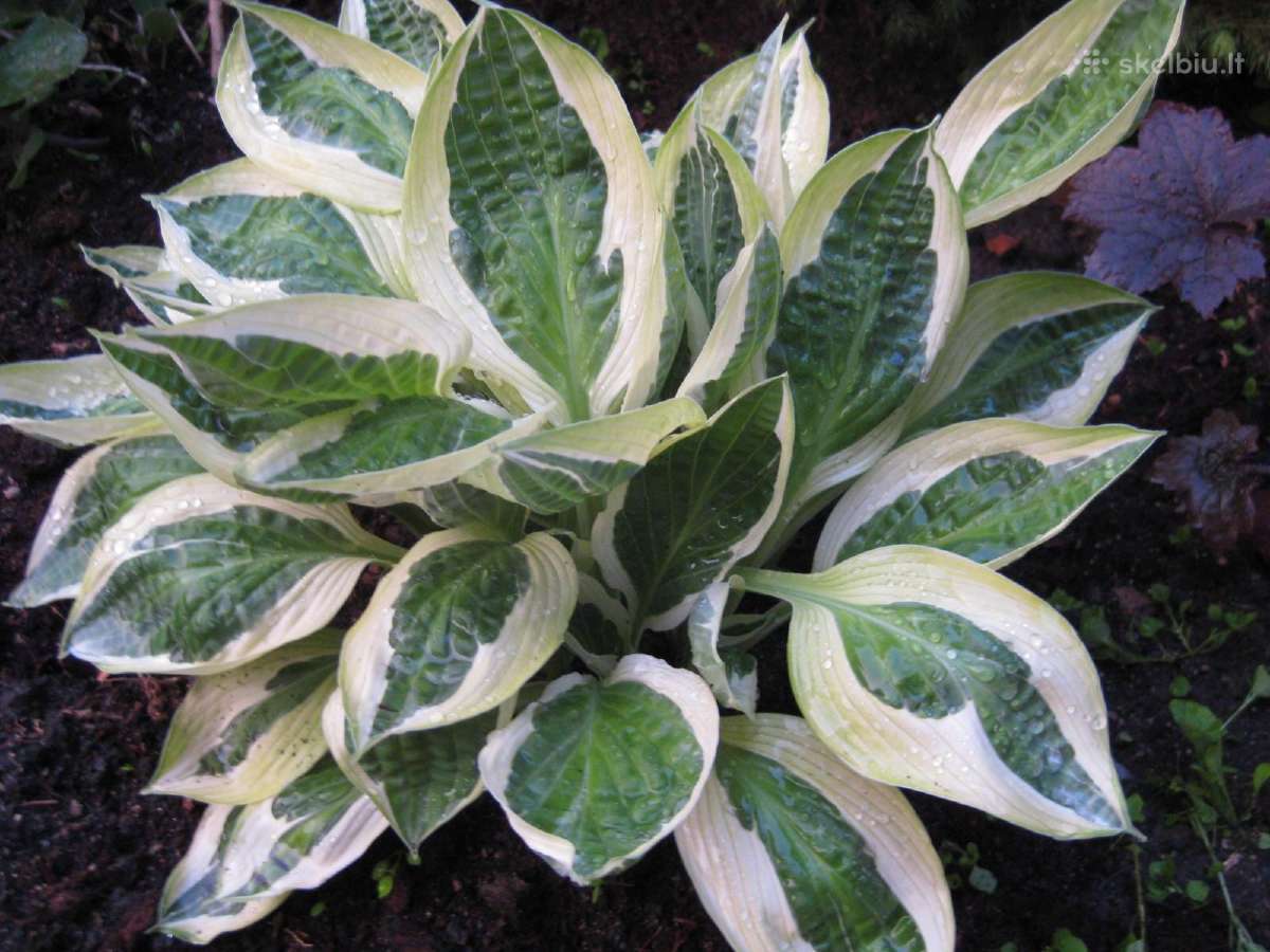 Parduodu melsves (hosta) ir pavėsio augalus - nuotraukos Nr. 12