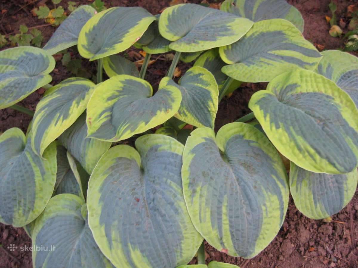 Parduodu melsves (hosta) ir pavėsio augalus - nuotraukos Nr. 14