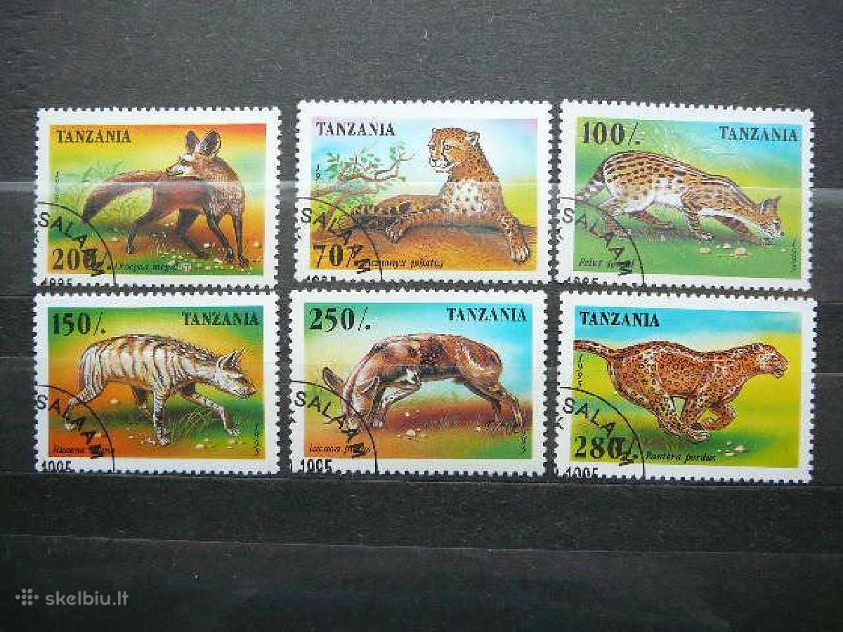Kates laukines Tanzanija antsp. tnz465