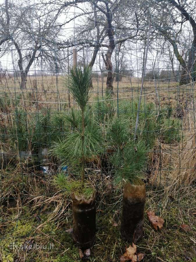 Kedrų sodinukai