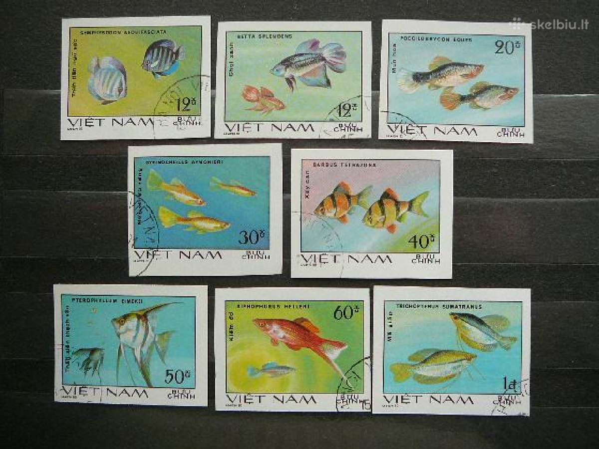 Zuvys Vietnamas antsp. alb401