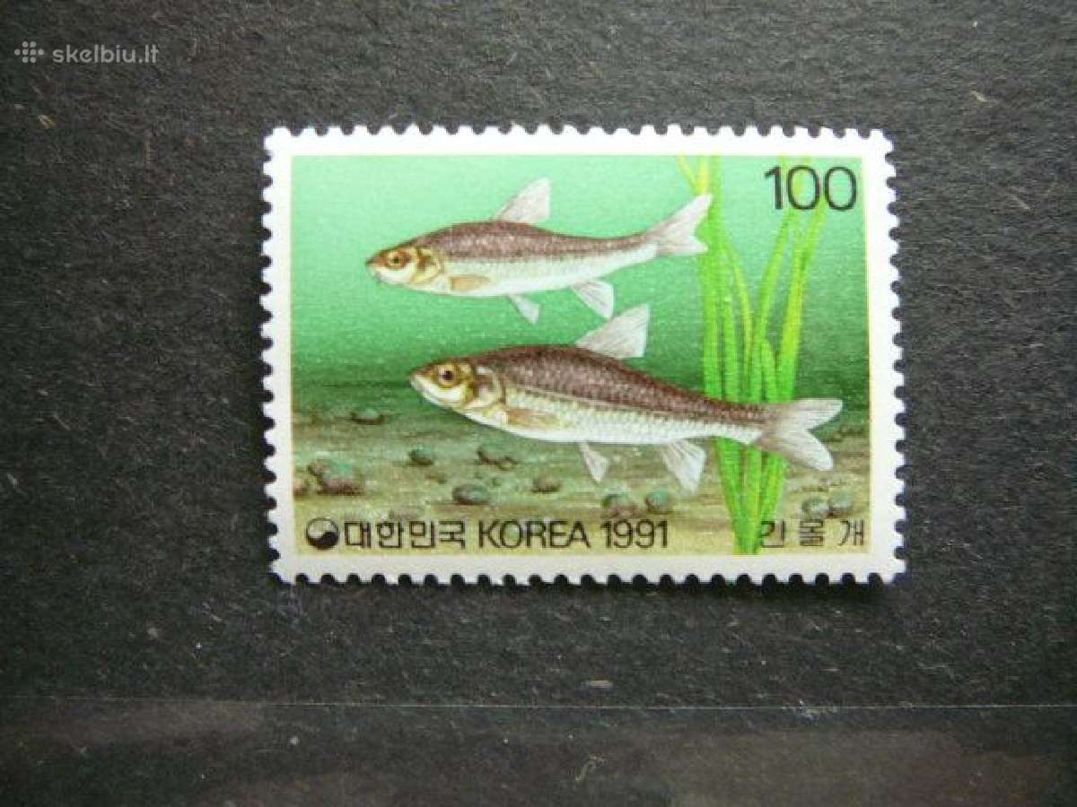 Zuvys Koreja svarus alb411 - nuotraukos Nr. 2