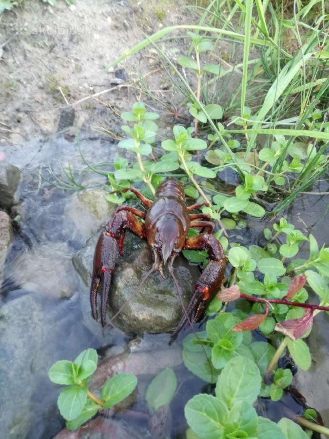 Tvenkiniu izuvinimas, mailius, zuvys