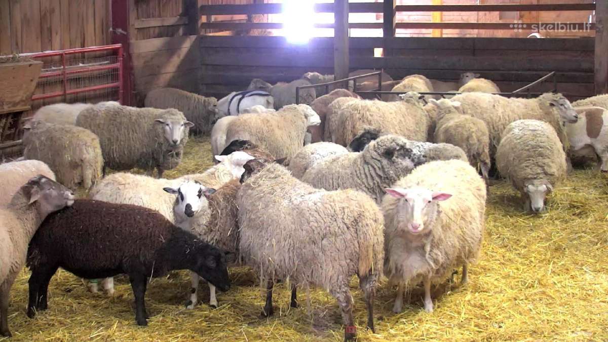 Perka Avis - nuotraukos Nr. 2