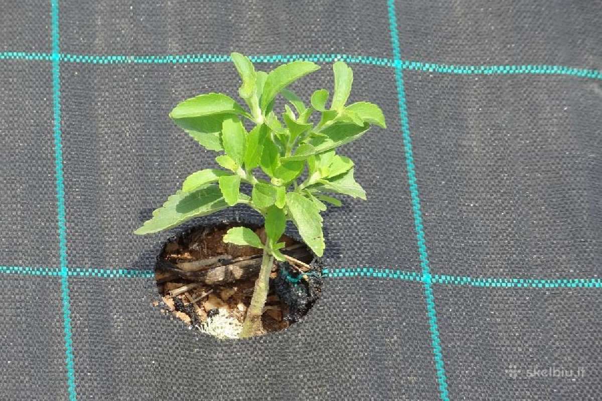 Agrotekstilė,juoda, žalia 0,4 iki 4,2 m. + Smaigai - nuotraukos Nr. 7