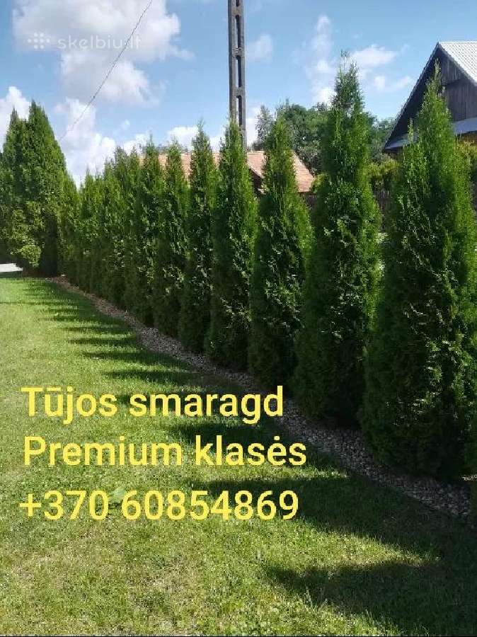 Tujos Smaragd Geriausia kaina ir kokybe Vilnius - nuotraukos Nr. 8
