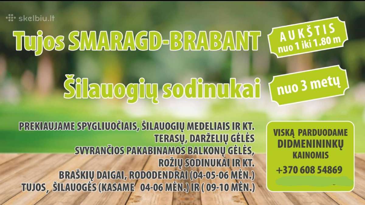 Tujos Smaragd Geriausia kaina ir kokybe Vilnius - nuotraukos Nr. 16