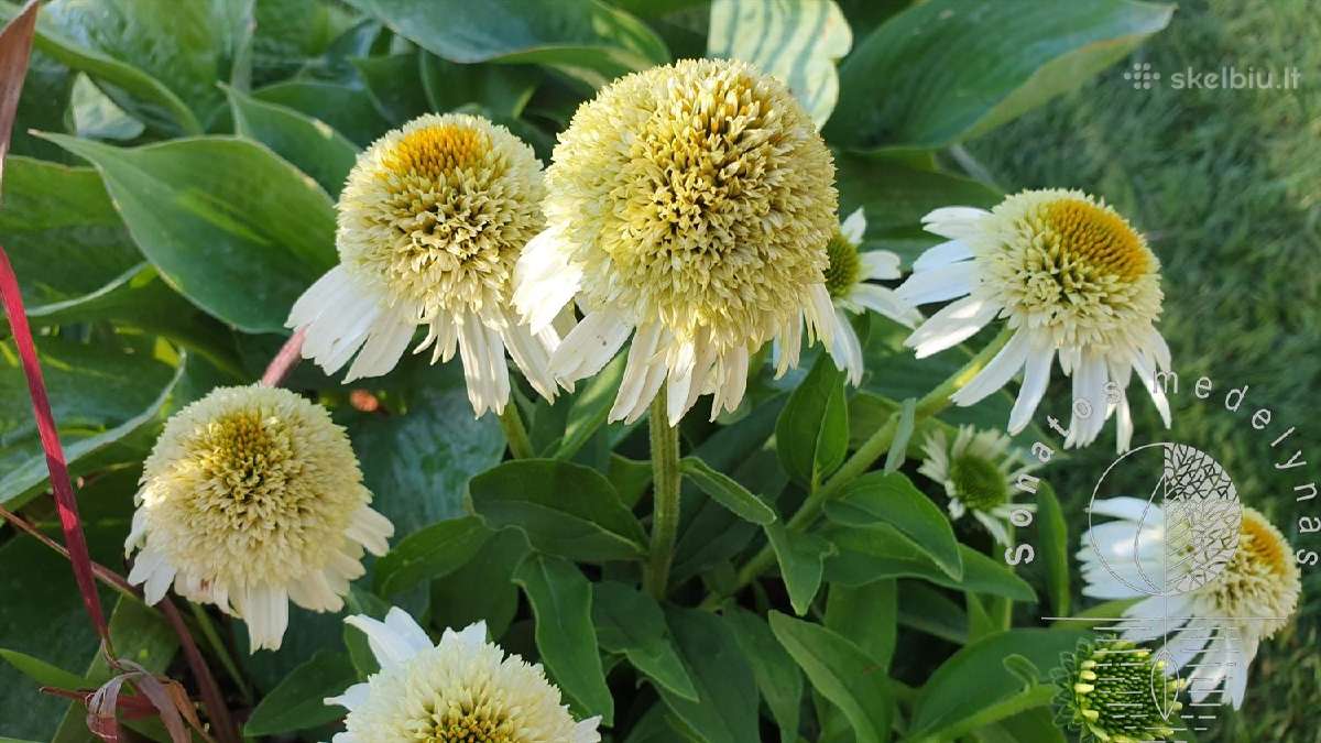 Ežiuolės-šalavijai-katžolės-veronikos-astilbės - nuotraukos Nr. 10