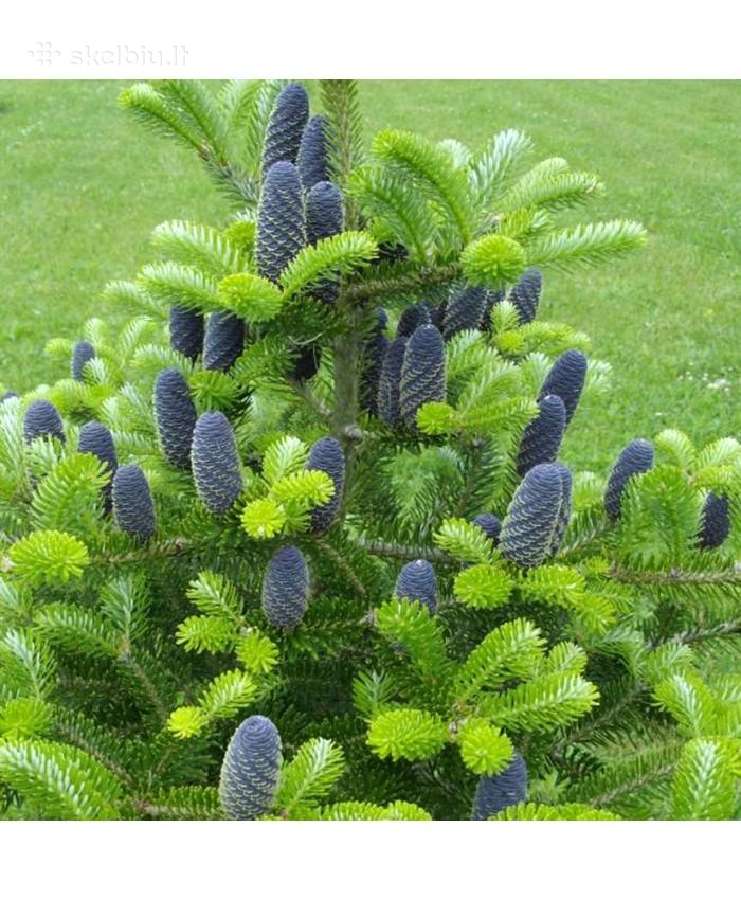 Dekoratyviniai Augalai.pusys.bonsai. - nuotraukos Nr. 16