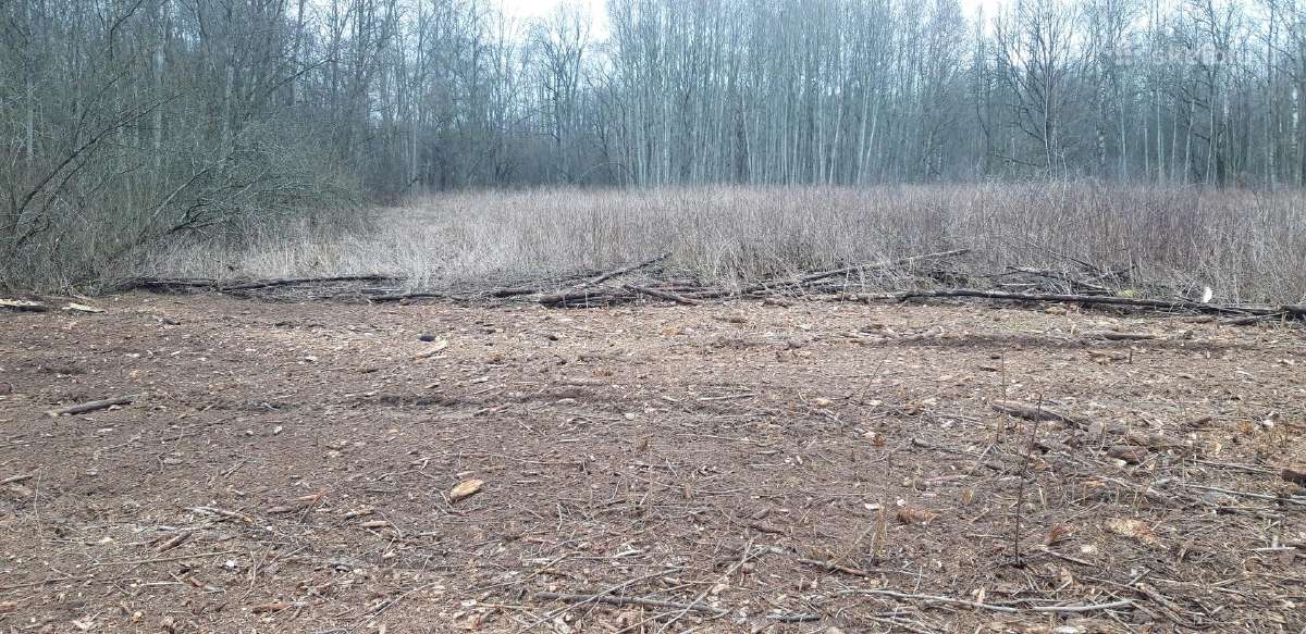 Kelmų frezavimas, apleistų sklypų tvarkymas - nuotraukos Nr. 7