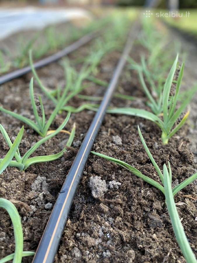 Laistymo drėkinimo juosta Rivulis (Izraelis) - nuotraukos Nr. 2