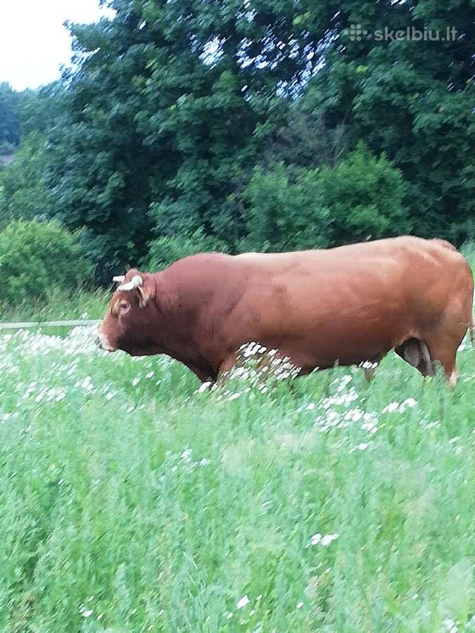 Mėsinių Prieauglį Auginimui - nuotraukos Nr. 3