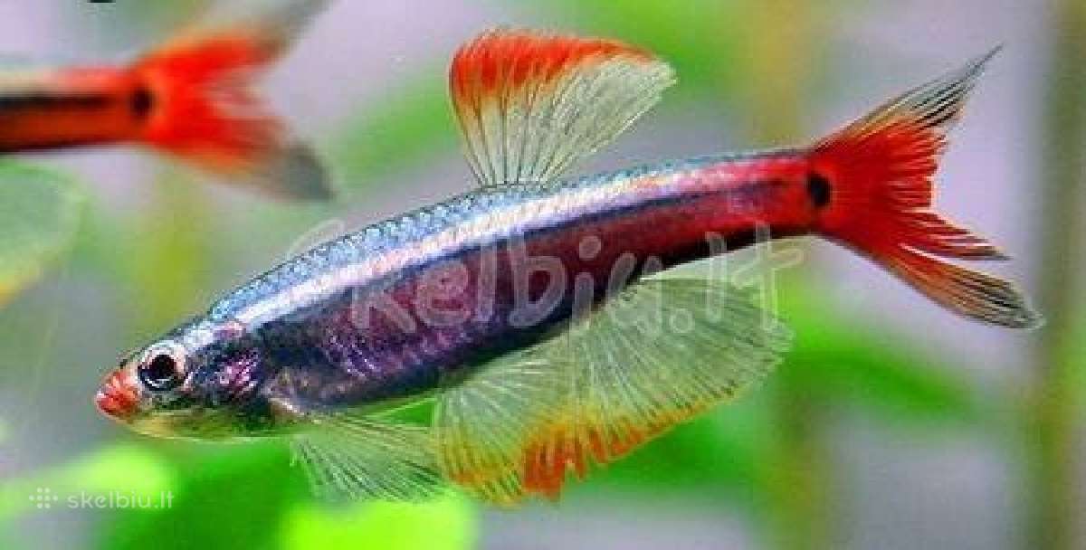 Akvariumines zuvys Nauja siunta - nuotraukos Nr. 2