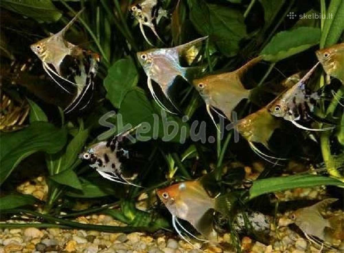 Akvariumines zuvys Nauja siunta - nuotraukos Nr. 4