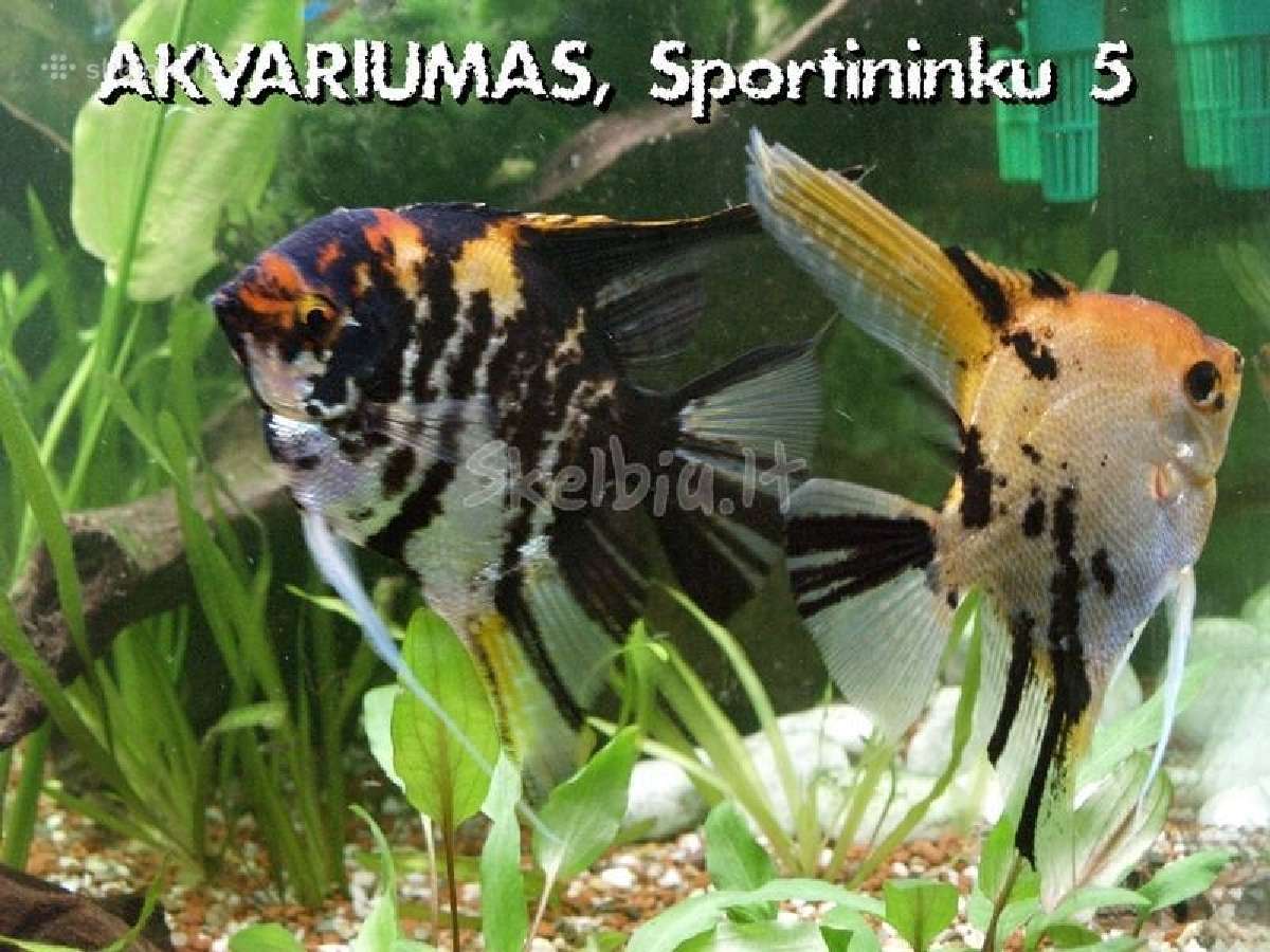 Akvariumines zuvys Nauja siunta - nuotraukos Nr. 5