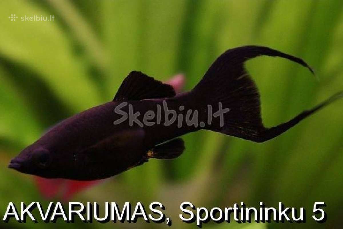 Akvariumines zuvys Nauja siunta - nuotraukos Nr. 6