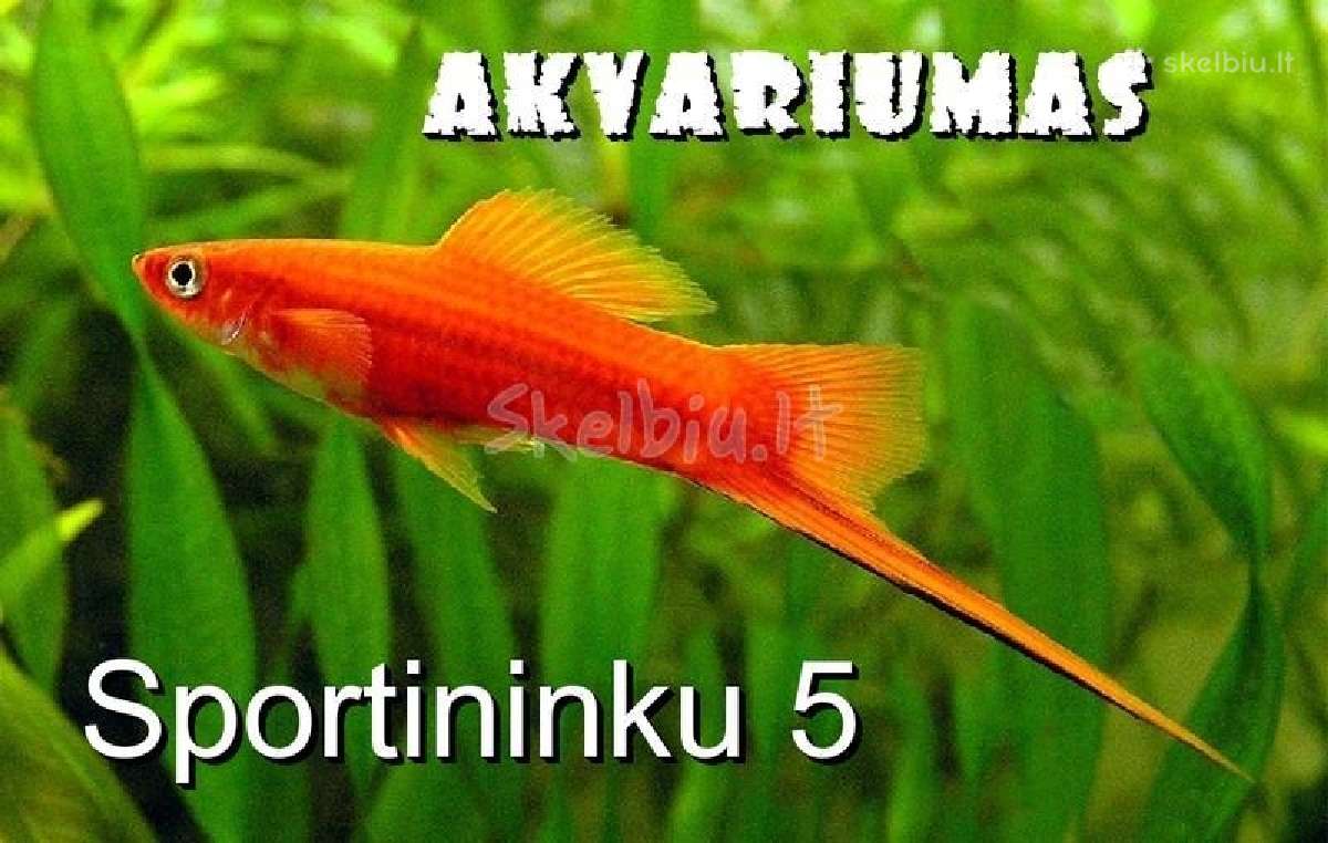 Akvariumines zuvys Nauja siunta - nuotraukos Nr. 7