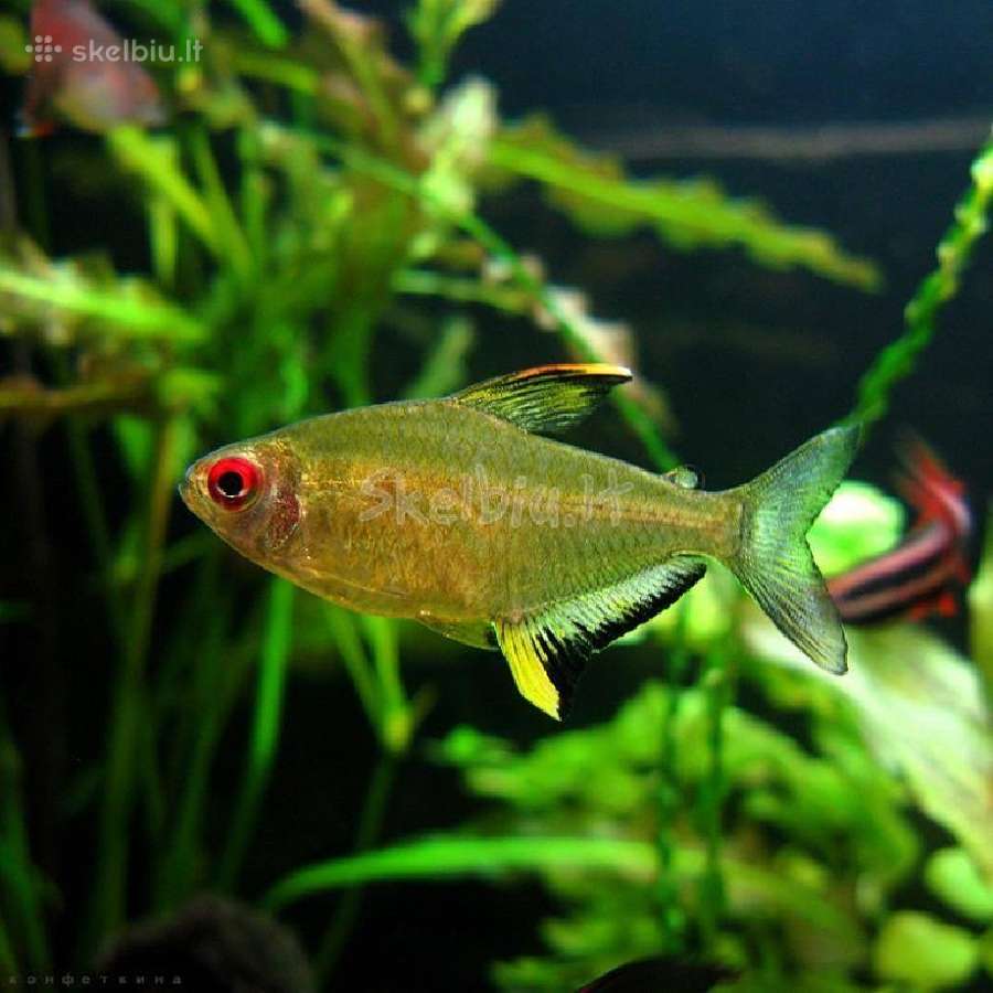 Akvariumines zuvys Nauja siunta - nuotraukos Nr. 3