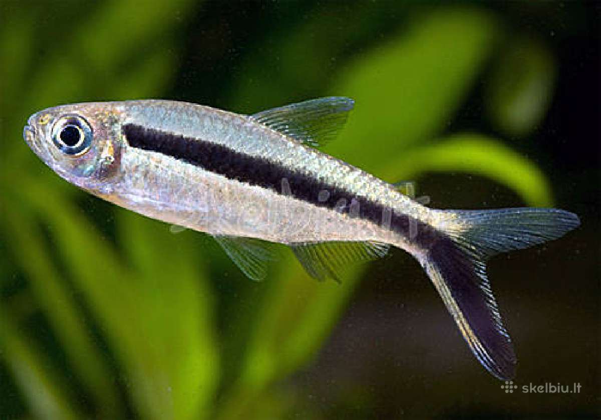 Akvariumines zuvys Nauja siunta - nuotraukos Nr. 9