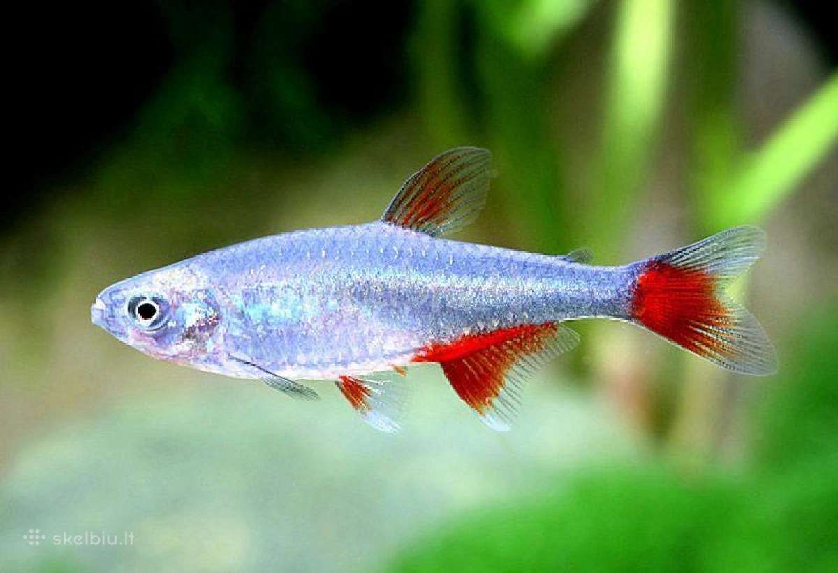 Akvariumines zuvys Nauja siunta - nuotraukos Nr. 10