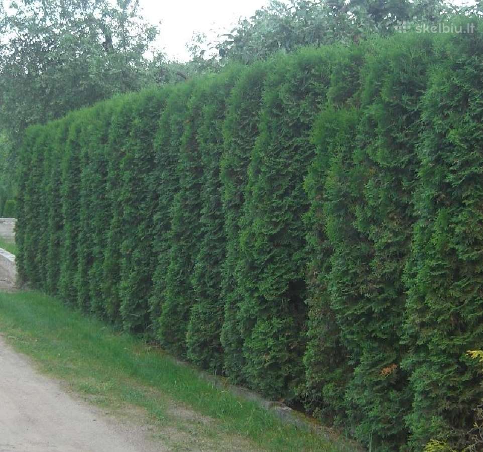 Lietuviškos koloninės tujos vazonuose - nuotraukos Nr. 2