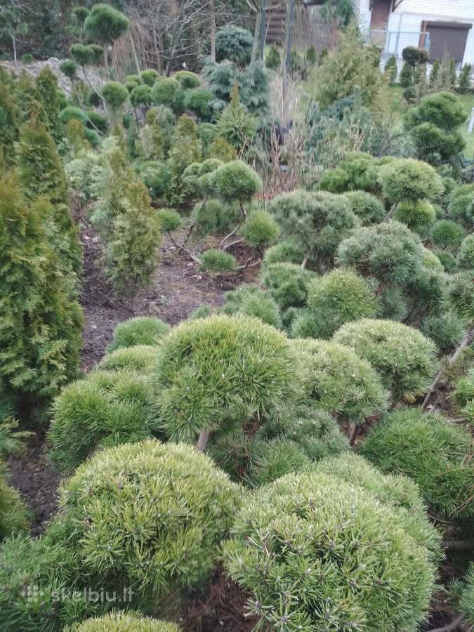 Buksmedzio , šilauogiu, Sausmedziu sodinukai - nuotraukos Nr. 15