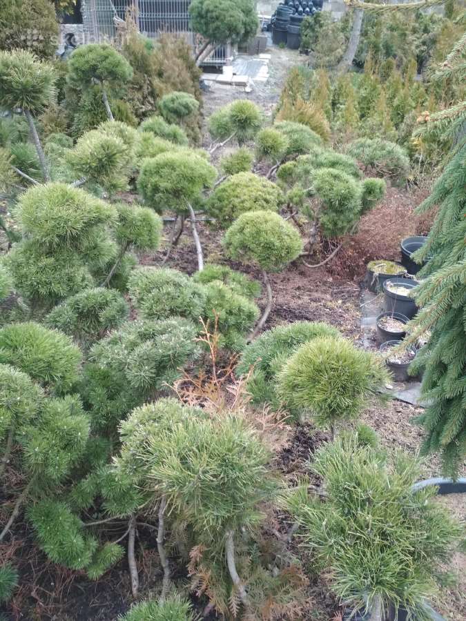 Buksmedzio , šilauogiu, Sausmedziu sodinukai - nuotraukos Nr. 17
