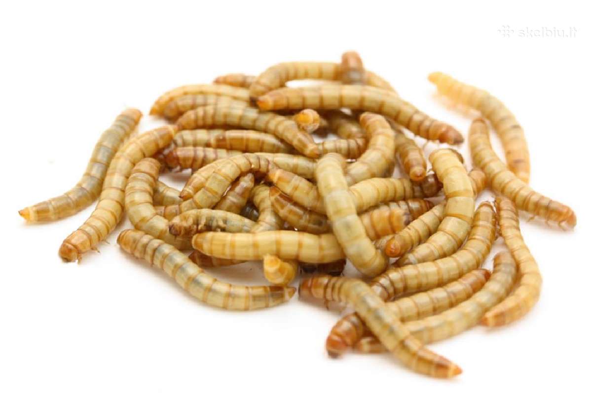 Netradicinės lervos žvejybai, boiliams, jaukams